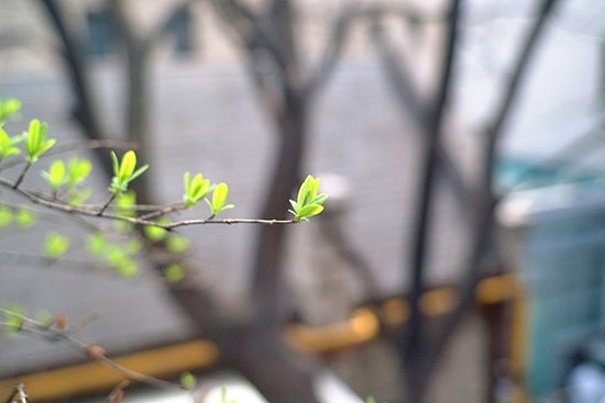[사진으로 보는 세상] 사진으로 보는 세상봄이 왔어요!