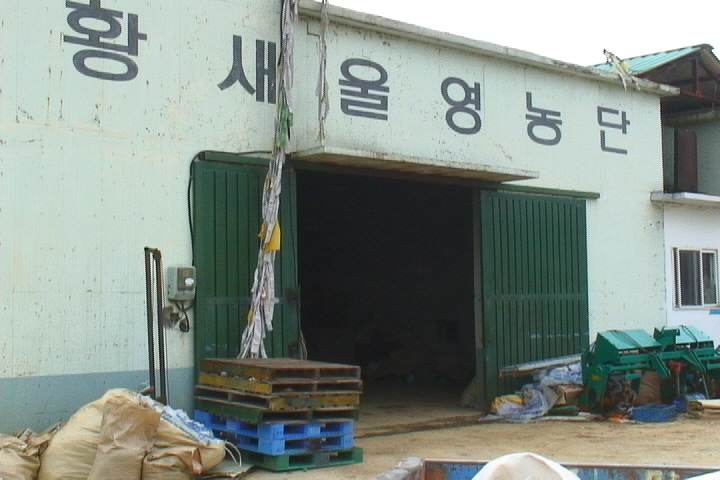 철조망 안에서 수확한 보리 건조