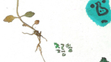 [강우근의 들꽃이야기] 들꽃들이 터득한 삶의 지혜