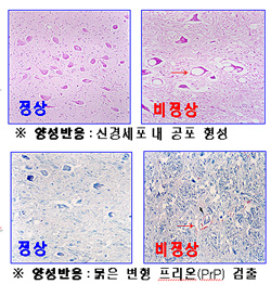[미친소가 몰려온다] [걱정아젠다] 진정 미국산 쇠고기가 안전하다는 것인가?