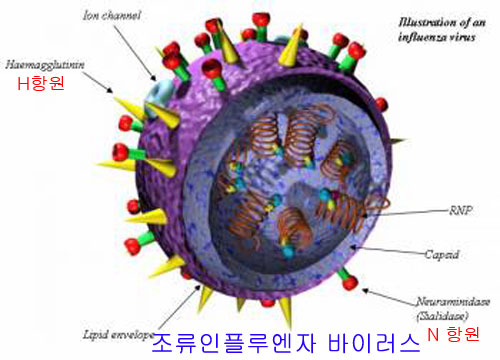 조류독감, 인간대 인간 전염 가능성 있다..경각심 늦추지 말아야