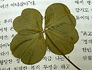 [연정의 바보같은사랑] 네잎 클로버, 코오롱 동지의 선물