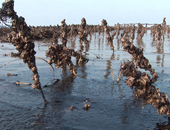 Sea of Black, Sindu_lee, Taean