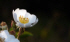 [이수호의 잠행詩간] 찔레꽃 곱다