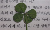 [연정의 바보같은사랑] 네잎클로버 (2)