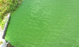 낙동강 녹조는 4대강 때문… 환경부 조사 결과 밝혀져