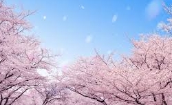 [양규헌 칼럼] 이 찬란한 봄에도 꽃들이 죽어가고 있다